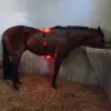 Lumaflex® Essential + Horse - Zestaw Paneli LED dla Koni