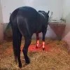 Lumaflex® Essential + Horse - Zestaw Paneli LED dla Koni