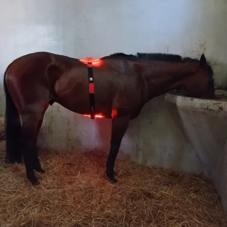 Lumaflex® Essential + Horse - Zestaw Paneli LED dla Koni