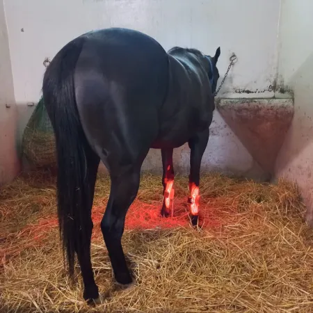 Lumaflex® Essential + Horse - Zestaw Paneli LED dla Koni